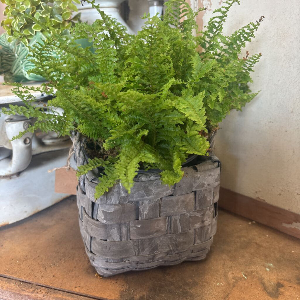 LINED PLANT BASKET