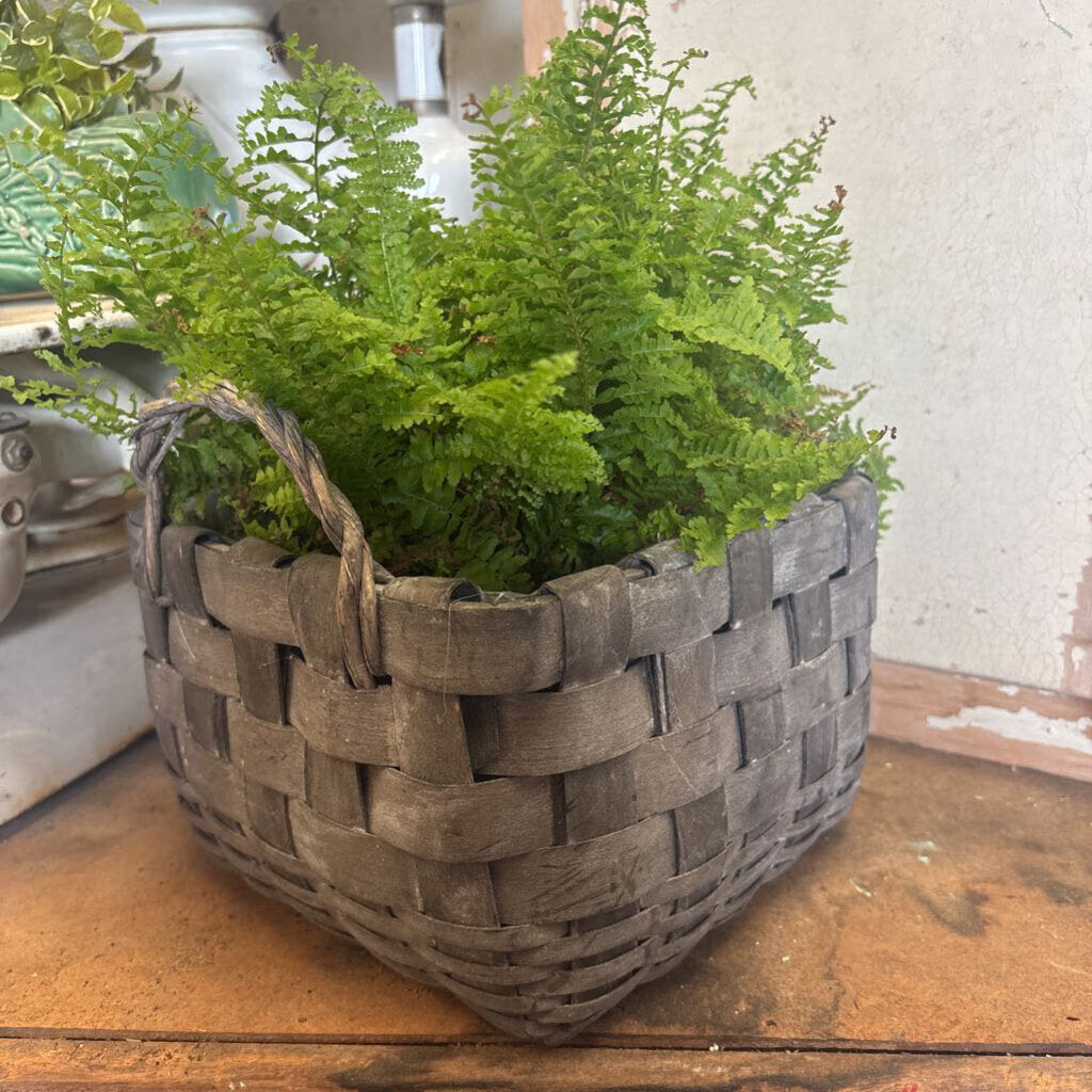 LINED PLANT BASKET