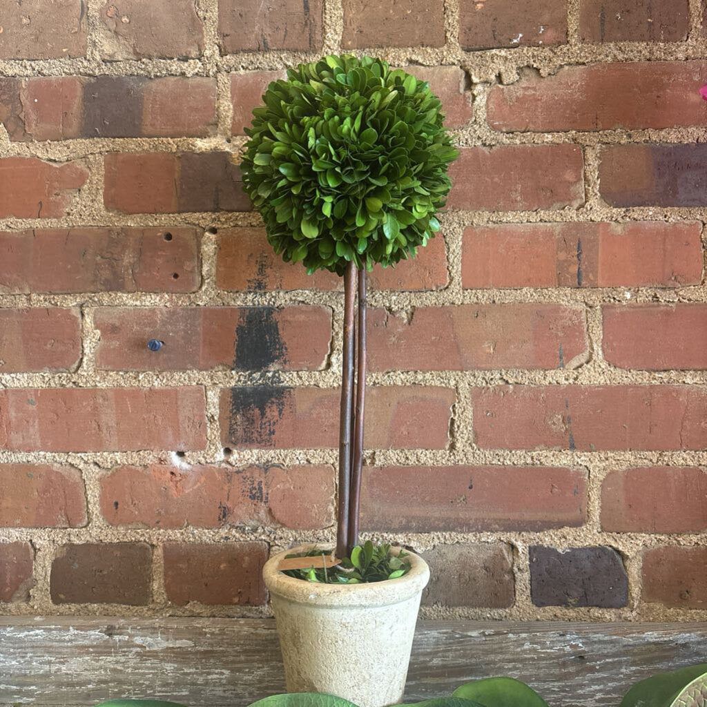 PRESERED BOXWOOD TOPIARY