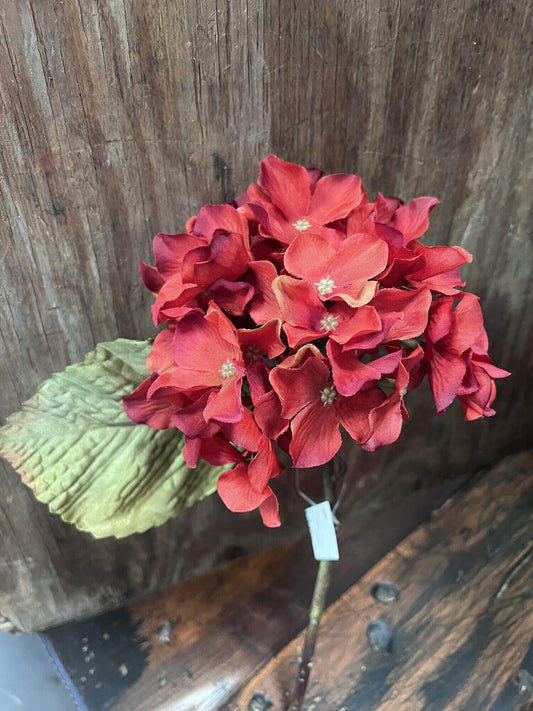 Cinnamon Hydrangea