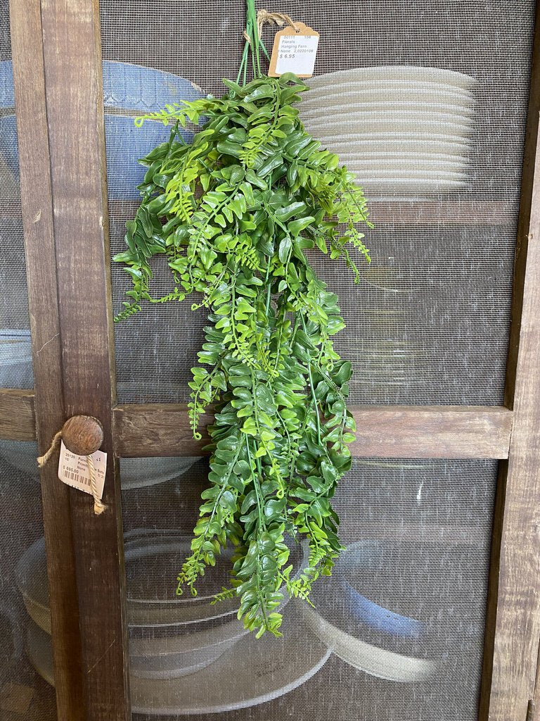 Draping Boston Fern