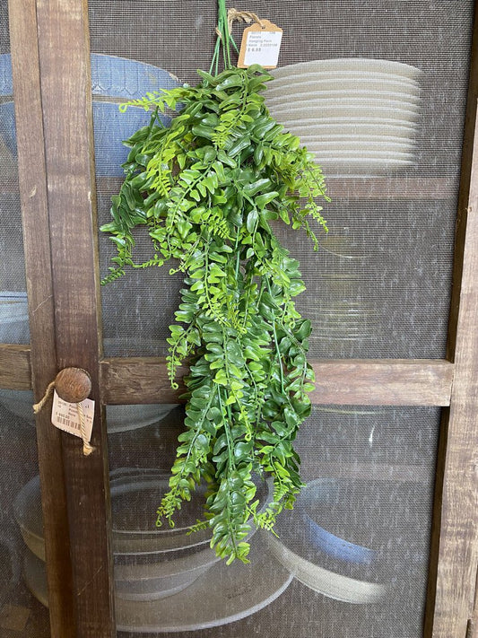Draping Boston Fern