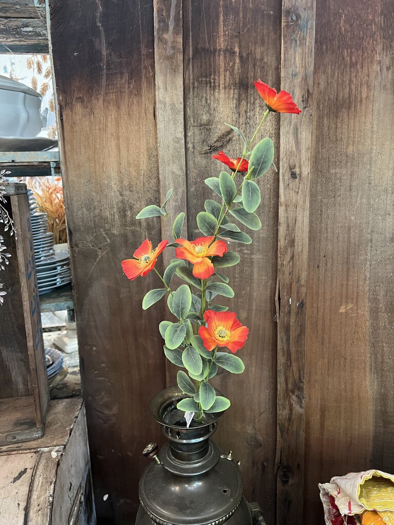 Orange Windflower