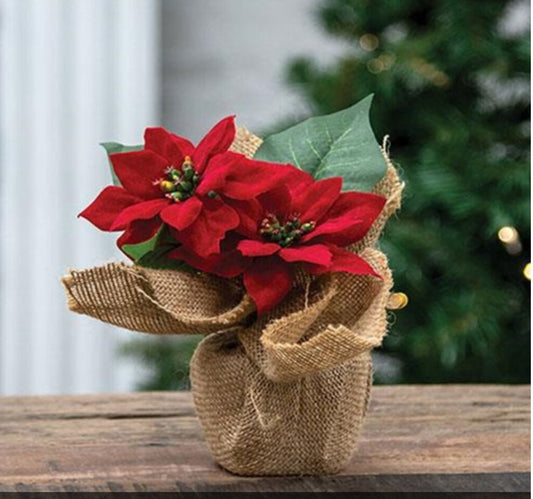 Christmas Poinsettias