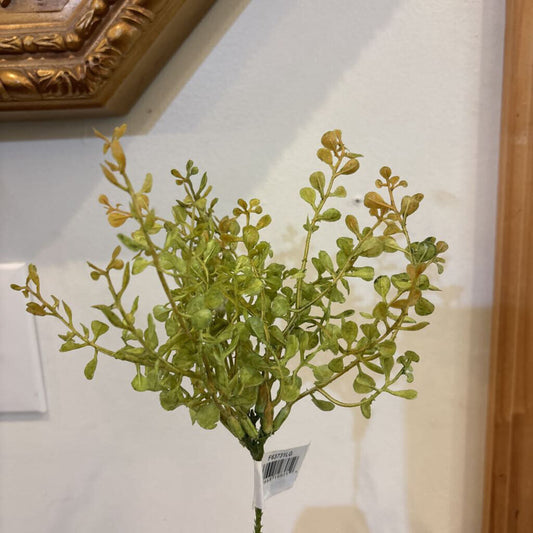 BABY GRASS