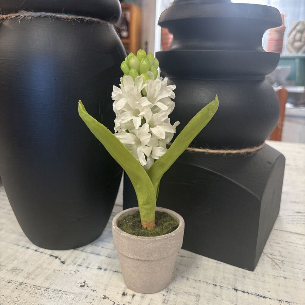 BLOOMING HYACINTH