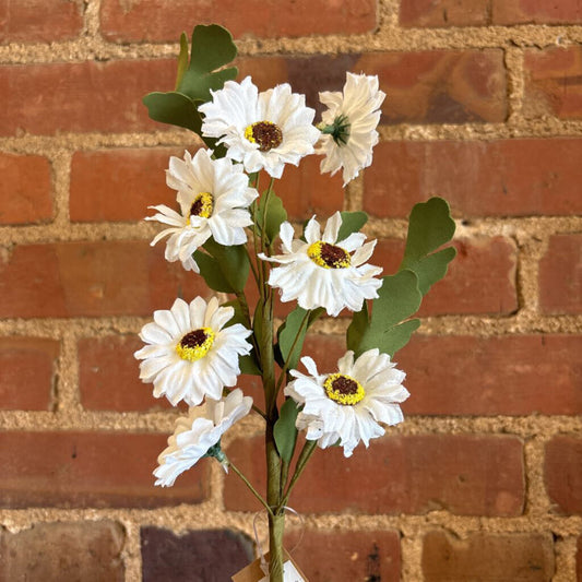 White Daisy Pick