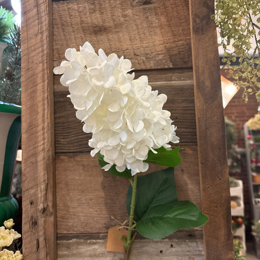 LONG STEM HYDRANGEA