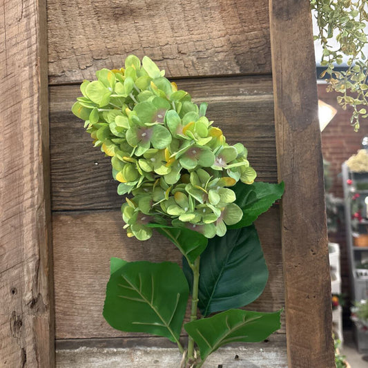 LONG STEM HYDRANGEA