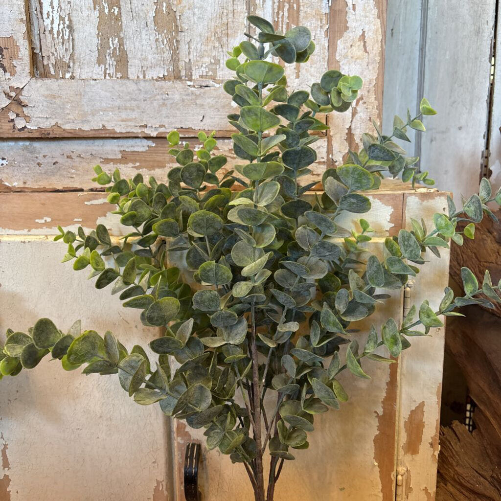 EUCALYPTUS BUNDLE