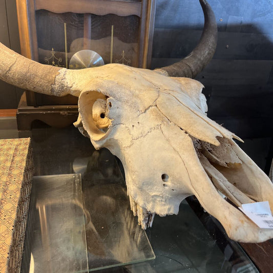 LONGHORN SKULL