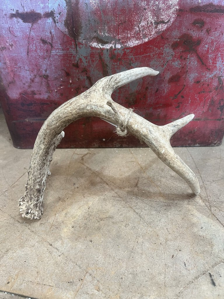 DEER ANTLER