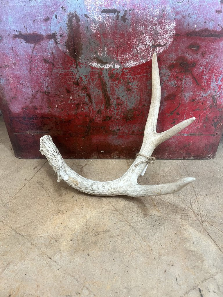 DEER ANTLER