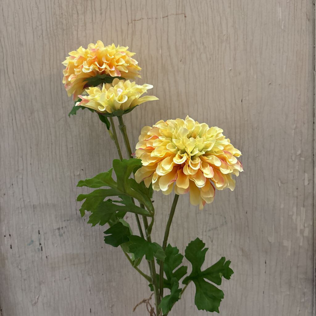 ZINNIA STEM