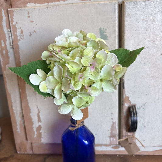 HYDRANGEA