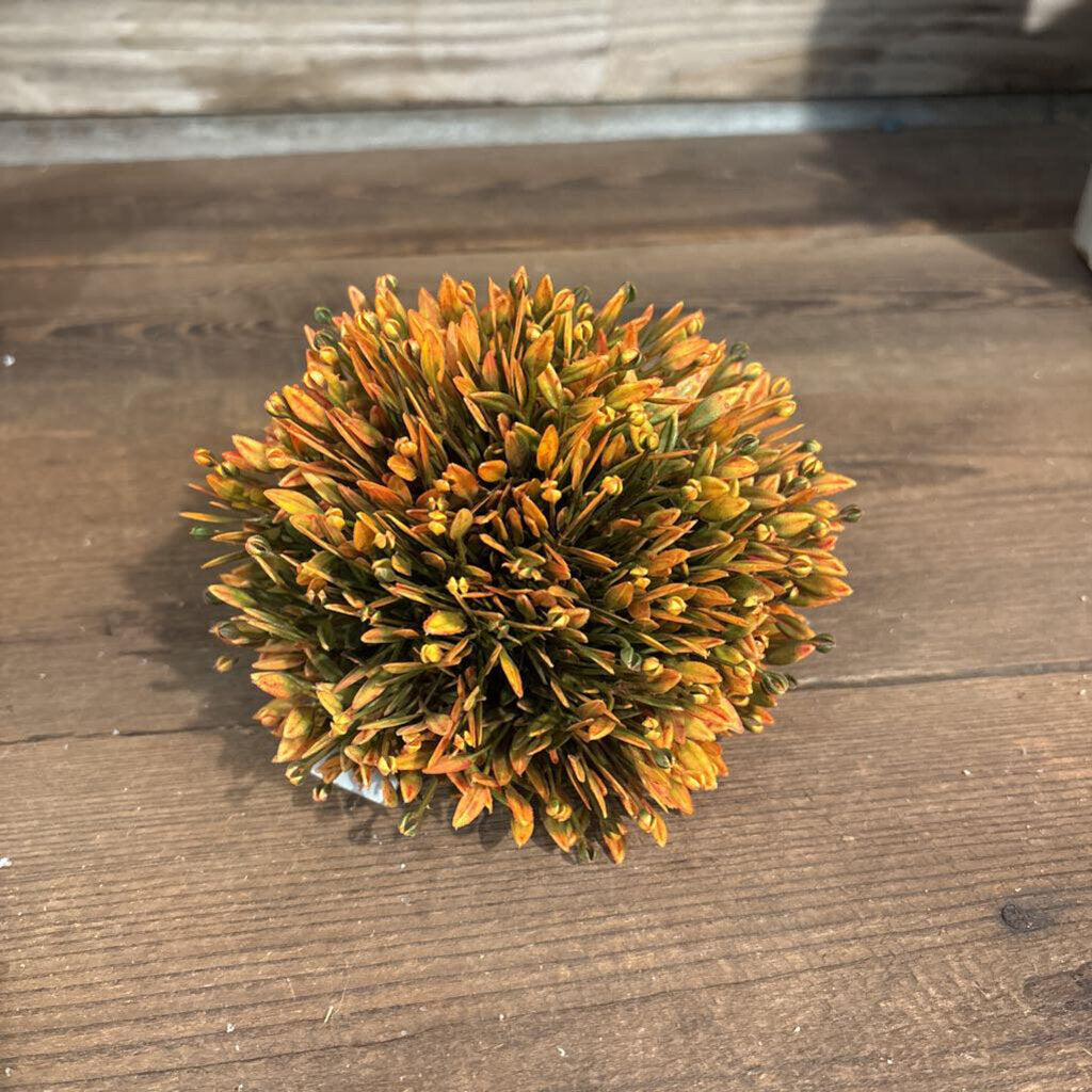 BLAZING SEED HEAD