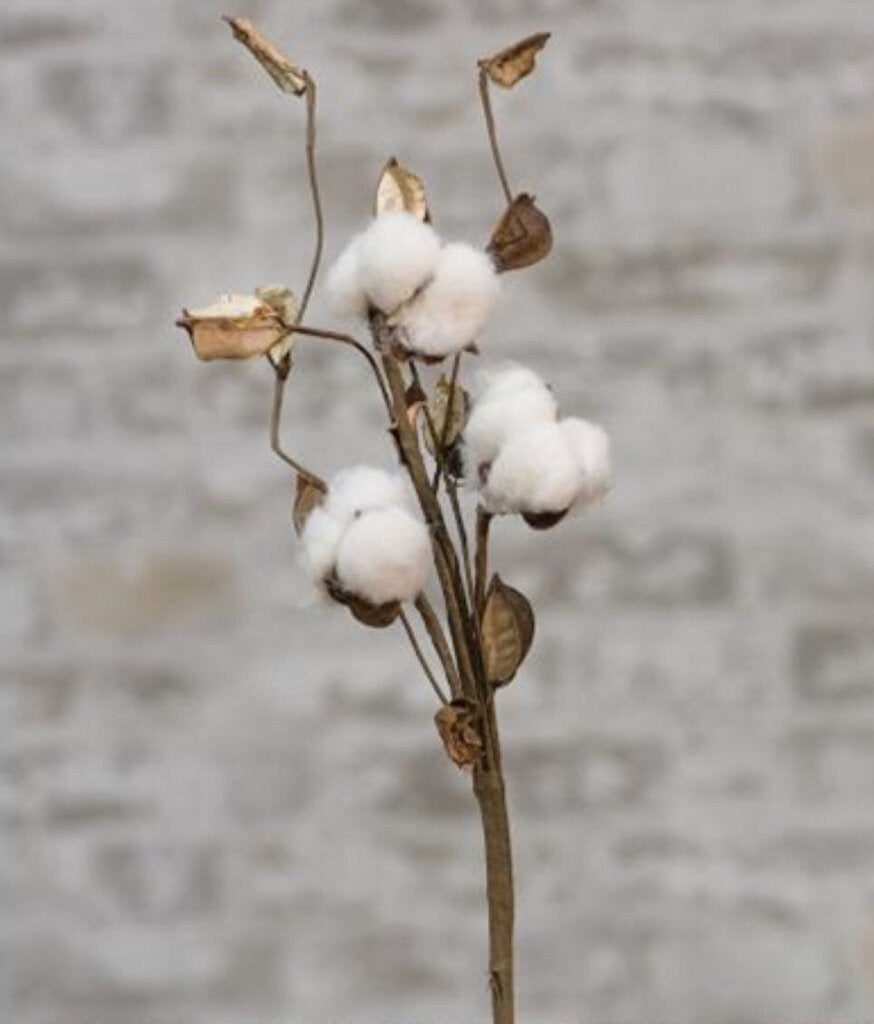 COTTON STEM WITH SHELLS