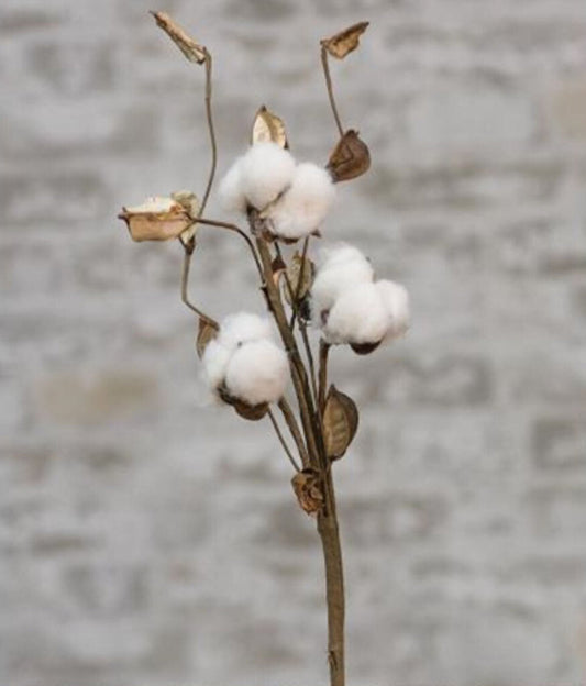 COTTON STEM WITH SHELLS